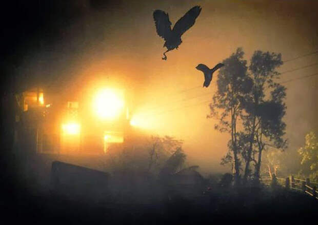 Птиц манит яркий свет. /Фото:hauntedindia.blogspot.com