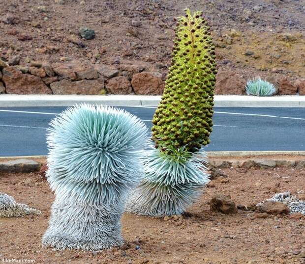 Silversword (Серебряный меч) — редкий и исчезающий цветок Земли Silversword (Серебряный меч) — редкий и исчезающий цветок Земли