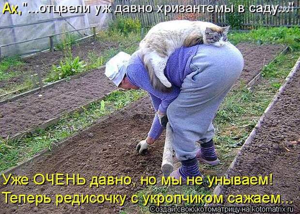 Лучшие котоматрицы недели (50 фото)
