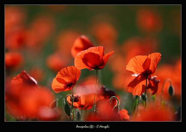 Amapolas (8) - Bot poppies (8)