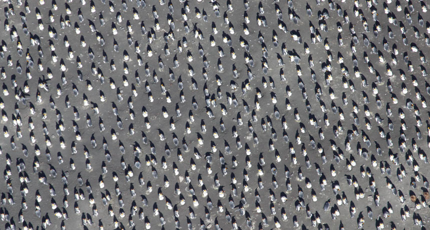 penguin group