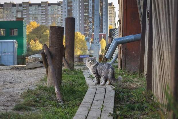 Очень колоритные уличные коты бездомные, город, кот, кошка, улица, уличные кошки, эстетика