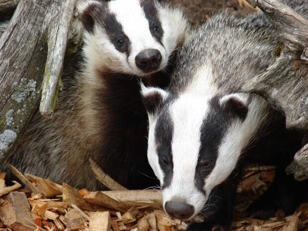 Блог - Создания, которые любят игры, уборку и походы в гости: 7 любопытных фактов о барсуках Создания, которые любят игры, уборку и походы в гости: 7 любопытных фактов о барсуках