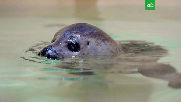 Московский зоопарк приютил спасенную в дикой природе ларгу