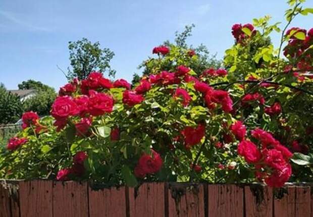 Навоз, салат и дерево: топ самых необычных «валентинок»