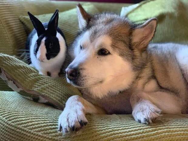 Животные дружат между собой, не обращая внимания ни на какие правила (24 фото)