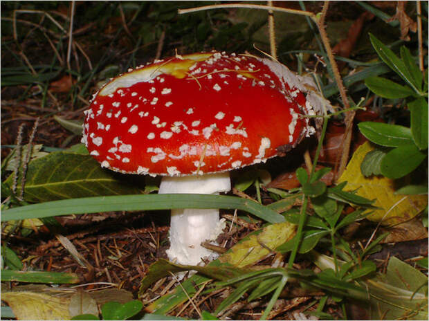 Фото №9 - Фунги сапиенс: почему грибы куда умнее и хитрее, чем мы думали