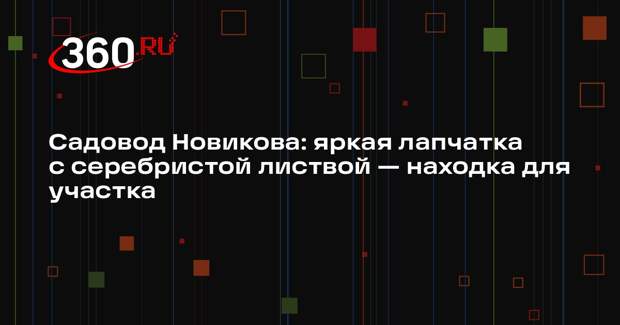 Садовод Новикова: яркая лапчатка с серебристой листвой — находка для участка