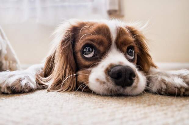 dog-2785074_1920 (1) alt