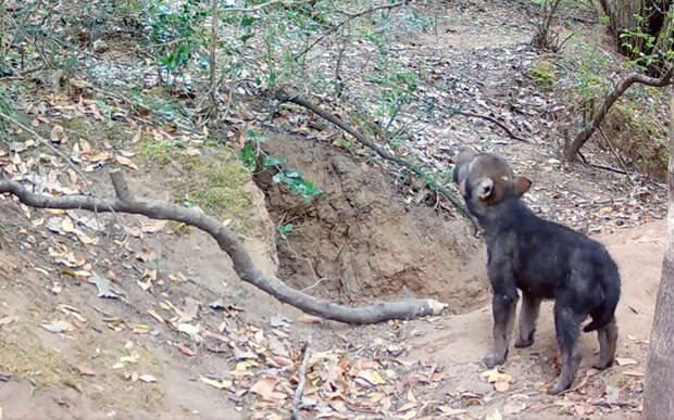 Лисы могут охотиться на волчат. Редкое видео из Италии