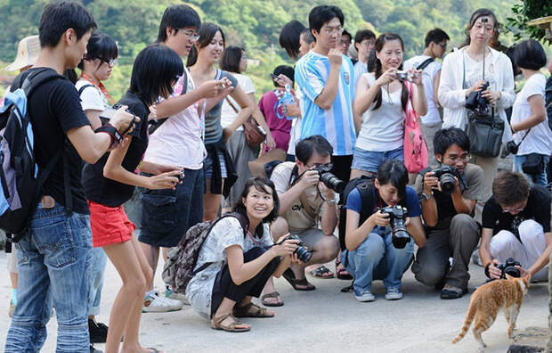 Деревня в Тайване, которую кошки спасли от запустения