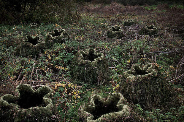 Лесные пейзажи Великобритании Элли Дэвис