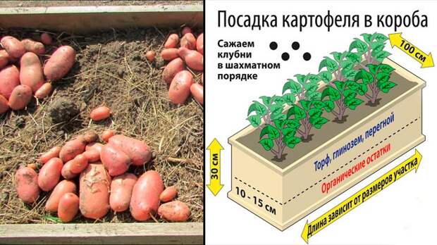 картофель в коробах