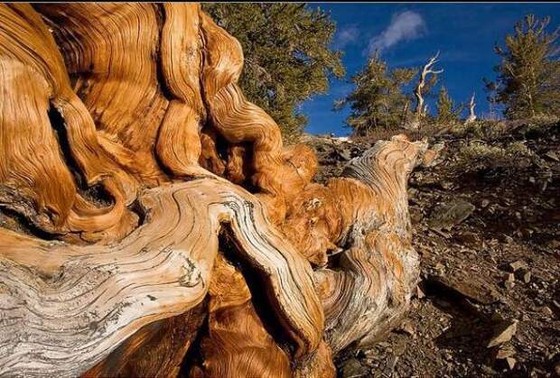 Живописные сухие деревья 