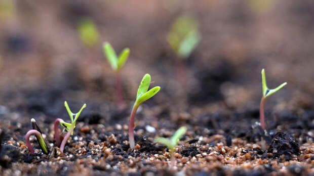 Звезды в вашем саду: когда и как сеять астры