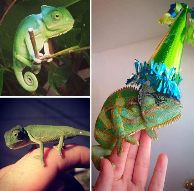pets-that-have-better-birthday-parties-than-you-70-570f4e0bc1659__700