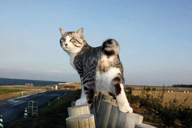 Фотогеничность зашкаливает: кот, который всегда замечательно выходит на снимках Нянкичи, животные, знаменитость, кот, фотогеничность, фотография, япония