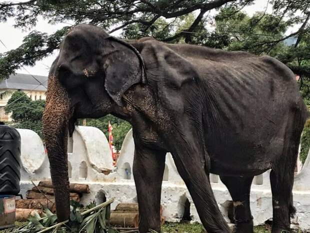 На это больно смотреть: печальная изнанка ярких фестивалей со слонами