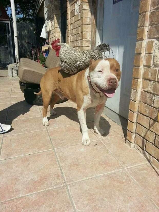 Это собака попытке получить этот петух со своего плеча.
