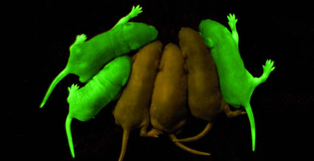 Зеленые животные Зеленые животные биолюминесценция, животные, насекомые, свет, свечение
