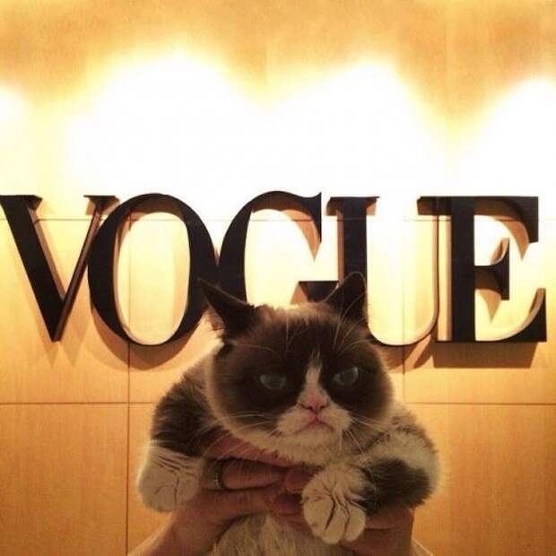Grumpy Cat за 2 года обогатила свою хозяйку на 100 миллионов долларов (20 фото)