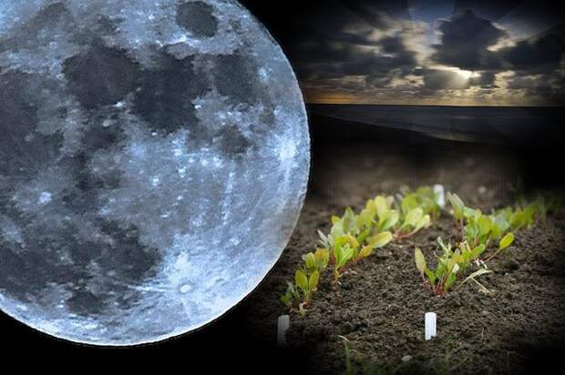 Картинки по запросу "Лунный календарь огородника на январь 2020 года""