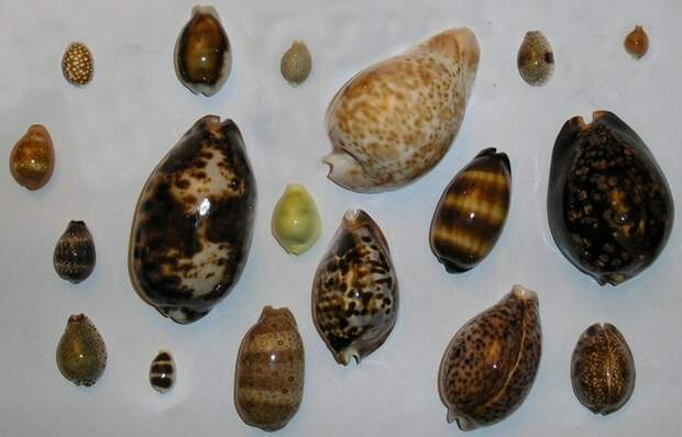 Раковины Каури. Раковины Каури.