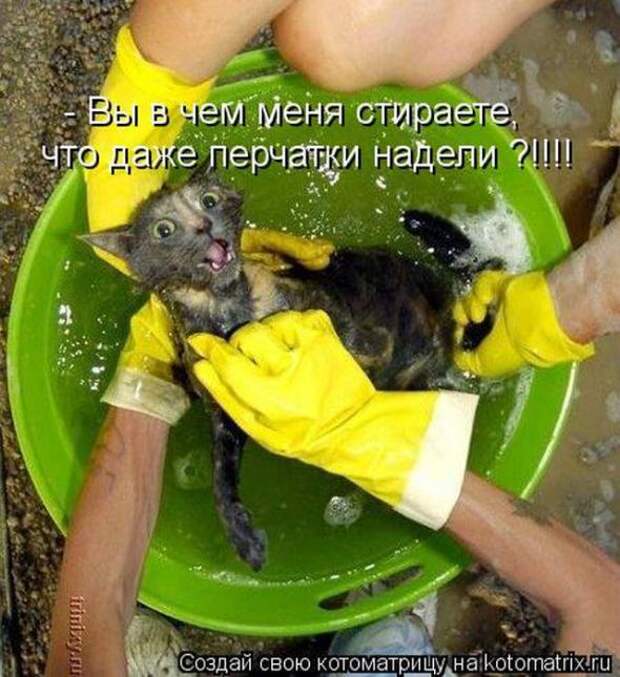 Котоматрицы(картинки с надписями)