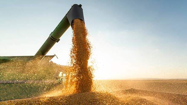 «Такая же проблема, как и дефицит»: что Россия будет делать с рекордным урожаем зерна