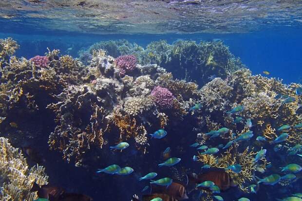 коралловый риф