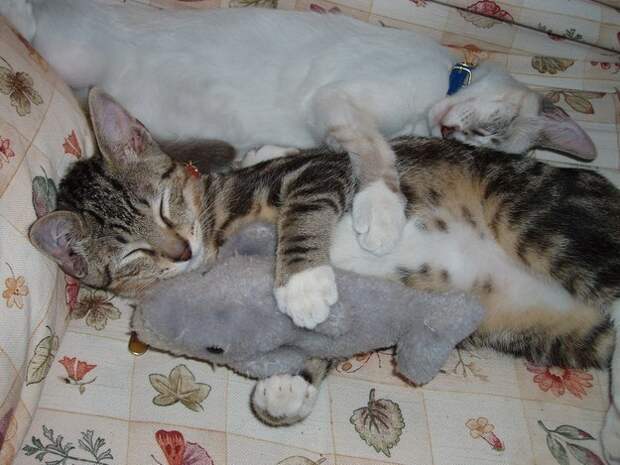 кошки делают мир лучше