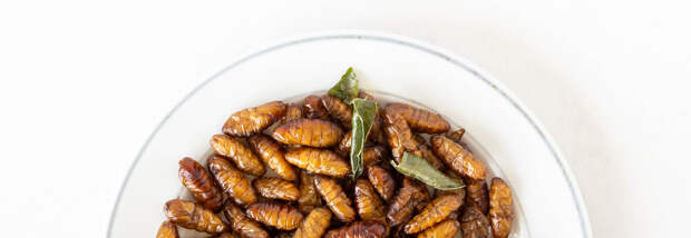 Россиян будут кормить белком из насекомых