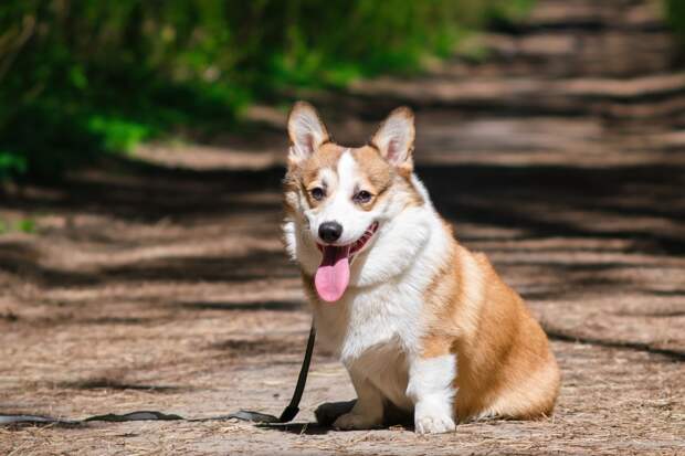 Обладателям домашних животных назвали способ уберечь их от клещей