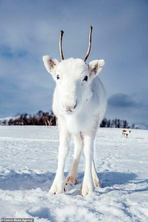 Редчайший белый олененок
