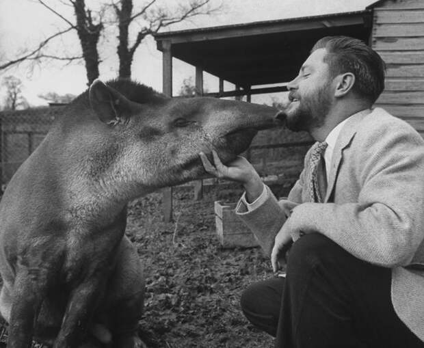 Фото №11 - Джералд Даррелл: экспедиция длиною в жизнь