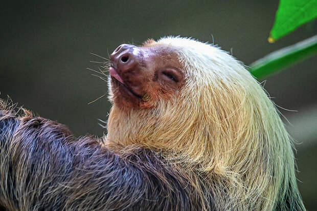 39 самых чудесных фото ленивцев