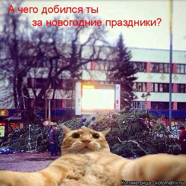 Котоматрица: А чего добился ты  за новогодние праздники?