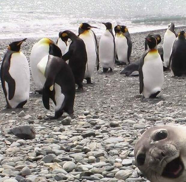 Animal Photobombs