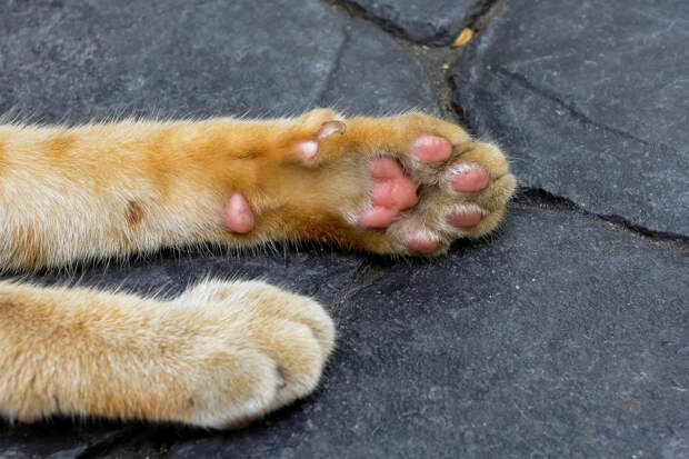 В российском приюте десятки кошек сварились заживо