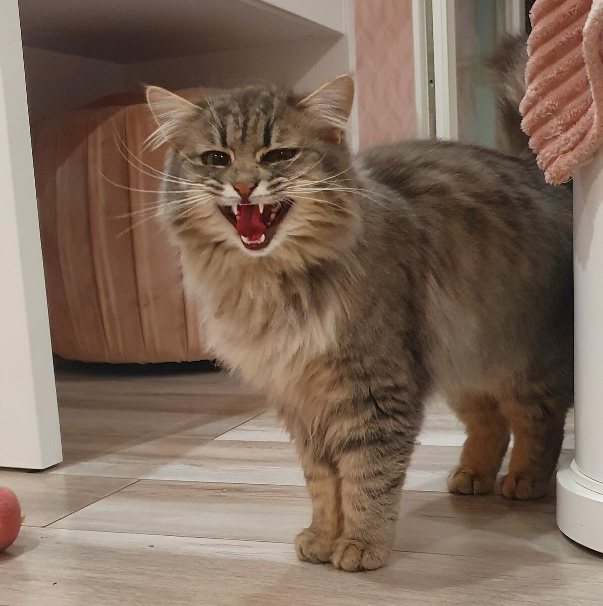 Я тоже умею орать! Я тоже умею орать!