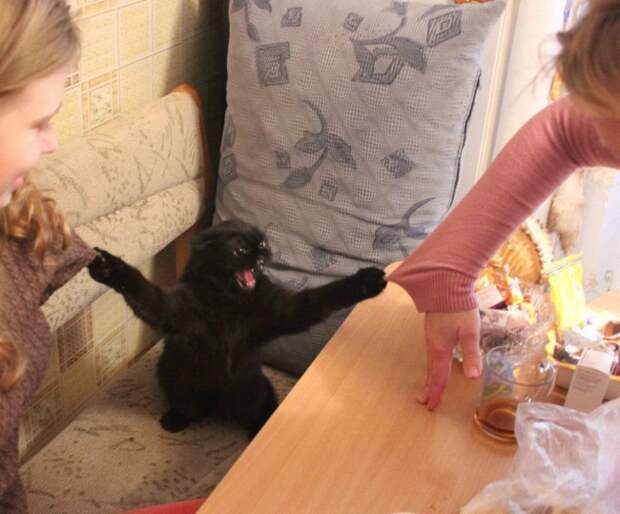 30 фотографий, которыми коты могут гордиться