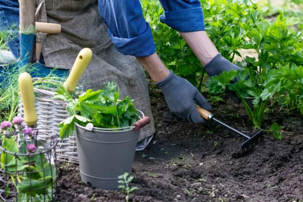Дачников предупредили о частых причинах для штрафов