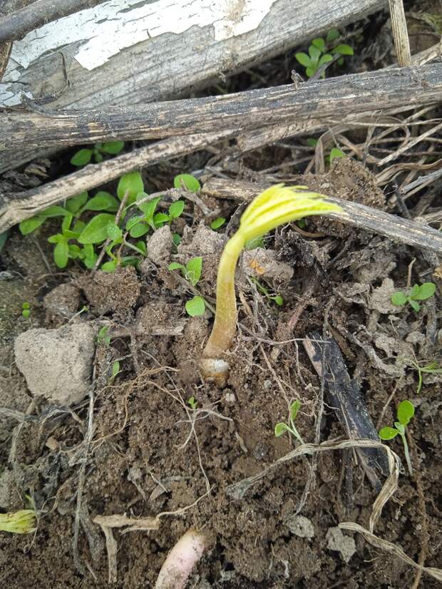 Пытаюсь вырастить на даче конский каштан