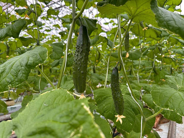 В Архангельской области собрали первый урожай огурцов