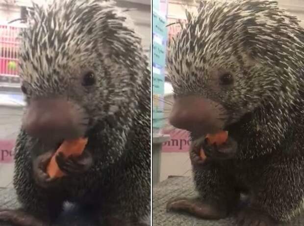 Дикобраз, поедающий морковь, очаровал пользователей интернета