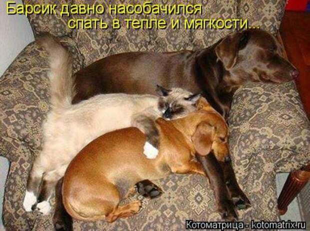 Котоматрицы (картинки с надписями)