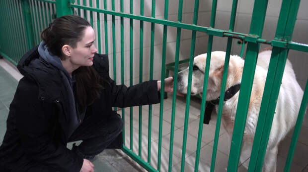 «В Шара влюбились»: специальный тест позволяет бездомным животным обрести семью