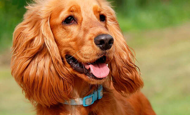 Установлена самая злая порода собак в мире: она выглядит мило, но даже ротвейлер бывает злым вдвое реже