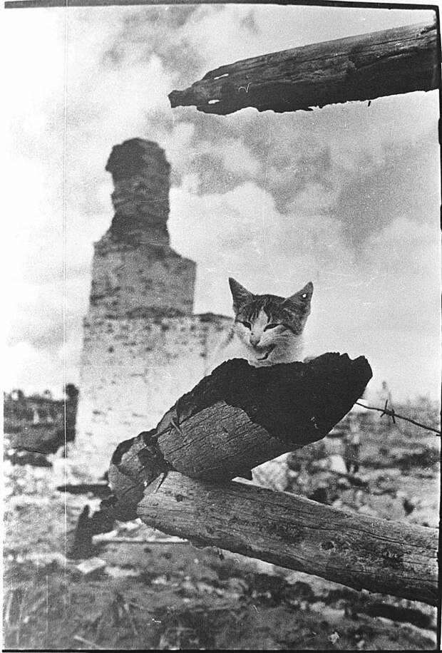 История кота-зенитчика