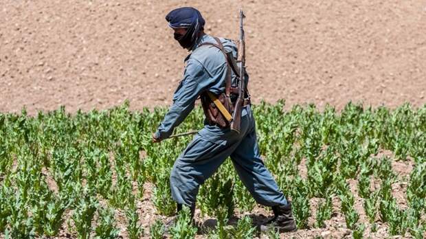 В Афганистане остановлено 10 подпольных нарколабораторий, изъято 22 тонны прекурсоров